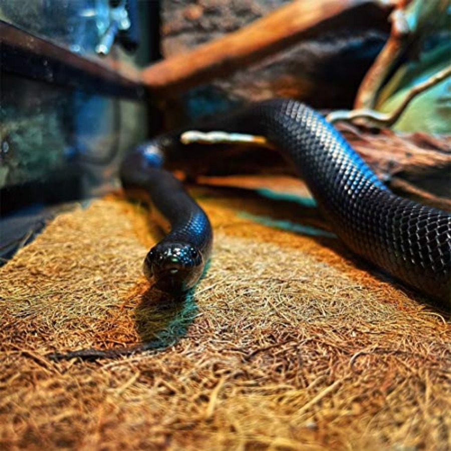 Reptile Carpet Mat 19.7x11.8in - đánh giá và giá Substrate Coconut Fiber