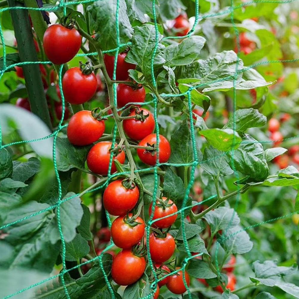 Plant Climbing Trellis Net Lat - đánh giá và giá Vine Climbing Plastic