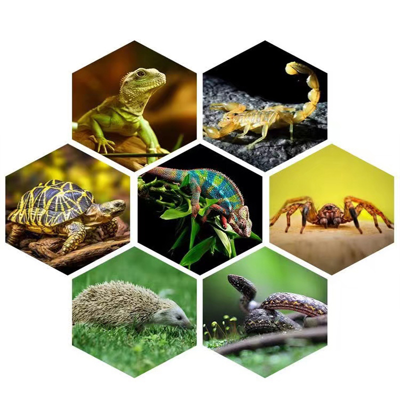 E27 13W/26W Reptile Uvb Lamp   - đánh giá và giá Calcium Powder Reptile
