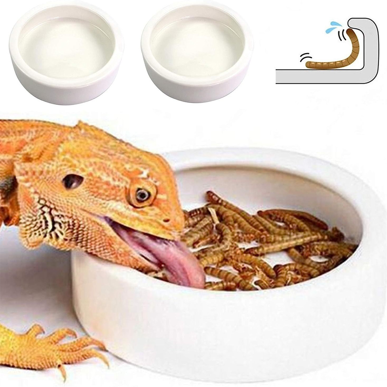 Reptile Food Bowl Feeding and  - đánh giá và giá Water Dish Reptile